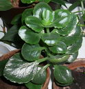 Mother of Thousands